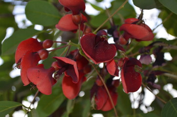 flor