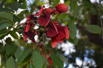 flor
