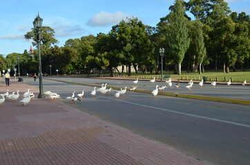 fila de patos 