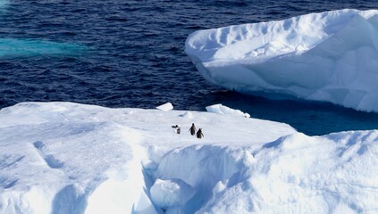 Penguins running on Iceberg with slope and blue water, Antarctica