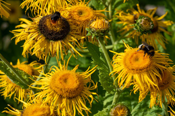 Fototapeta premium field of sunflowers