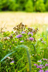 purple flowers in field