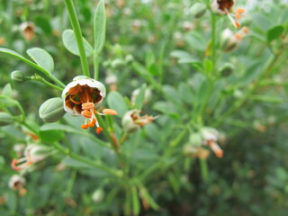 Flowering plant Common leaves (Zygophyllum fabago), green leaves and buds, orange stamens on a green background, close-up