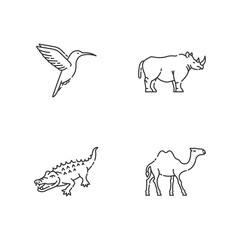 Exotic animals pixel perfect linear icons set. Customizable thin line contour symbols. Little hummingbird, camel, alligator and rhinoceros. Isolated vector outline illustrations. Editable stroke
