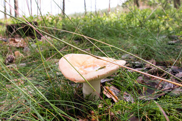 Grzybobranie. Grzyby w lesie. © shake_pl