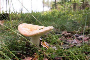 Grzyb w lesie. Jesień © shake_pl