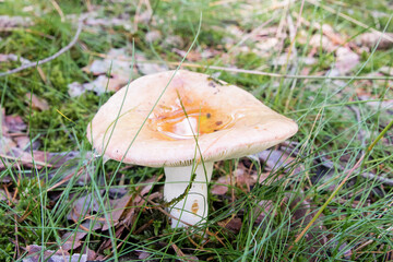 Piękny grzyb w lesie. © shake_pl