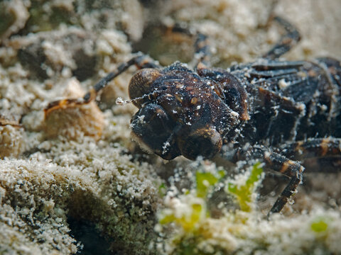 Dragonfly larva underwater, Libellenlarve unter Wasser