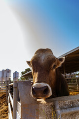 Vacas de producción de leche en establecimiento rural en Italia