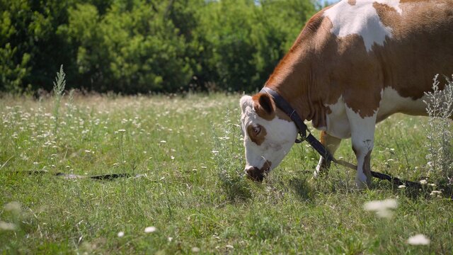 Beautiful young cow is eating grass. Cow face on the farm looks and eats grass