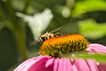 Biene auf einer Echinacea purpurea