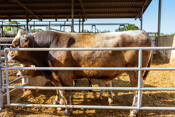 Vacas de producción de leche en establecimiento rural en Italia
