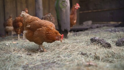 The chicken is getting ready for bed. Chickens in the chicken coop. Ginger poultry in the barn prepares for bed. Portrait of a beautiful chicken