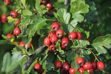 Obraz premium Ripened hawthorn berries