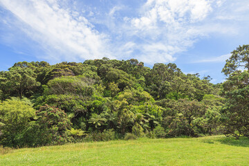 New Zealand Forest with Tree Ferns and sky