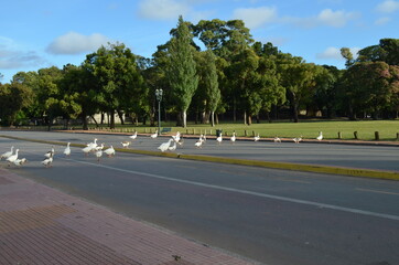 patos cruzando la calle