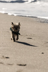 dog playing on the beach