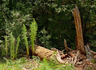 Fototapeta premium downed tree in woods