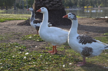 patos en los bosques de palermo