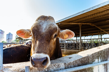 Vacas de producción de leche en establecimiento rural en Italia