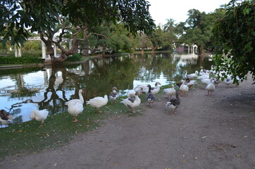 patos en los bosques de palermo
