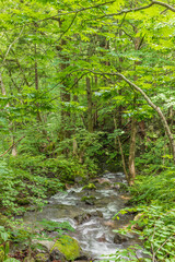 Oirase mountain stream in early summer