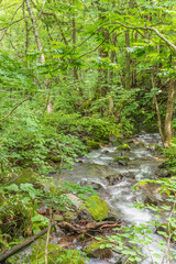 Oirase mountain stream in early summer
