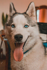 Beautiful portrait of a still young husky.
