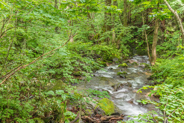 Oirase mountain stream in early summer