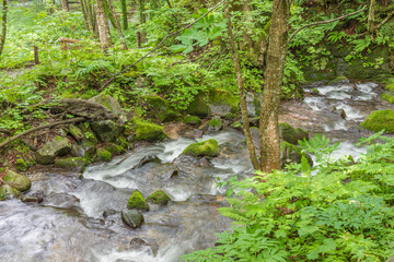 Oirase mountain stream in early summer