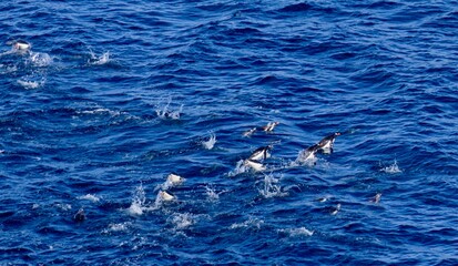 Obraz premium Penguins swimming and jumping in blue antarctic sea, Antarctica