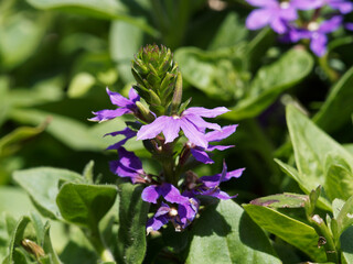 Scaevola aemula | Scaévola ou scaevole émule lilas bleuté en éventail sur tiges aux petites feuilles spatulées vert sombre