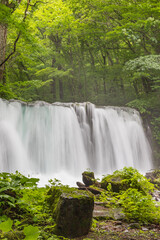 Obraz premium Oirase mountain stream in early summer