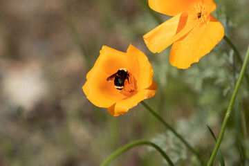 Bumble Bee in Orange Poppy Flower