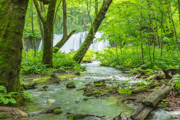 Oirase mountain stream in early summer