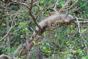 Green Iguana in tropical rainforest of Costa Rica