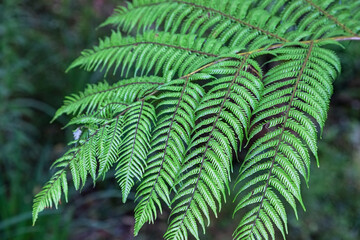 Close-up of a Fern leaf in New Zealand