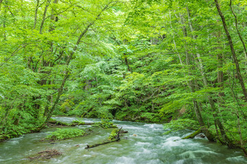 Obraz premium Oirase mountain stream in early summer