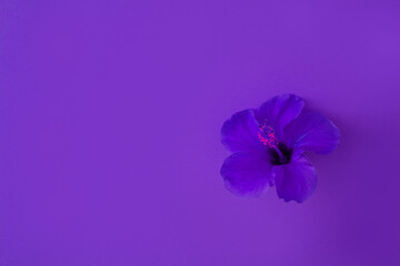 Purple flower on a purple background. The concept of flowers and interesting photos with flowers, photos for the covers of notebooks and websites