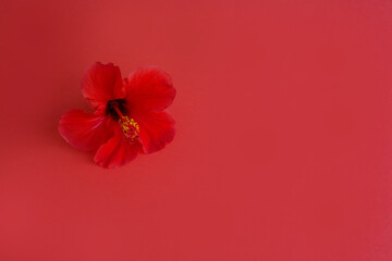 Fototapeta na wymiar Red flower on a red background. The concept of flowers and interesting photos with flowers, photos for the covers of notebooks and websites