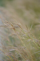 Light background with close up of a plant