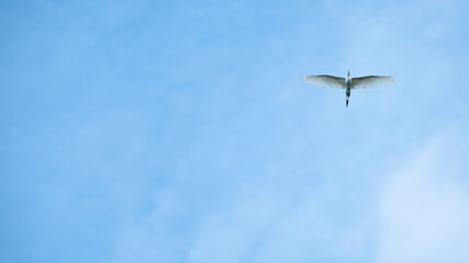 Little Egret bird in the blue sky