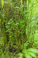 Fototapeta premium Oirase mountain stream in early summer
