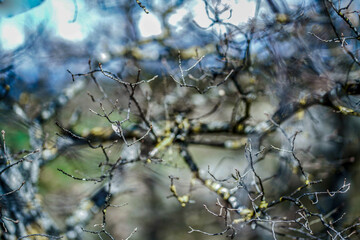 Dry branches of a tree with blue sky