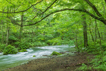 Oirase mountain stream in early summer