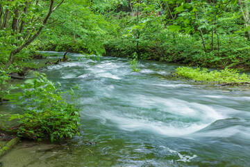 Obraz premium Oirase mountain stream in early summer