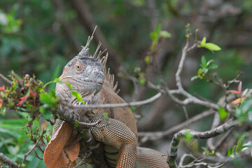 Green Iguana in tropical rainforest of Costa Rica