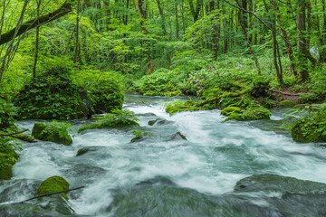 Obraz premium Oirase mountain stream in early summer