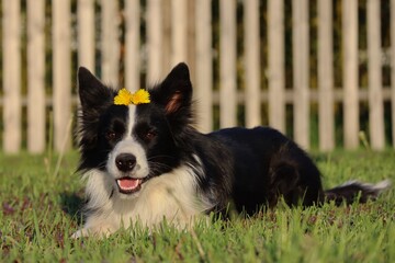 Border Collie with Yellow Dandelion on its head. Happy black and white dog smiling during golden hour in Czech Republic.