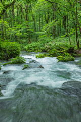 Fototapeta premium Oirase mountain stream in early summer